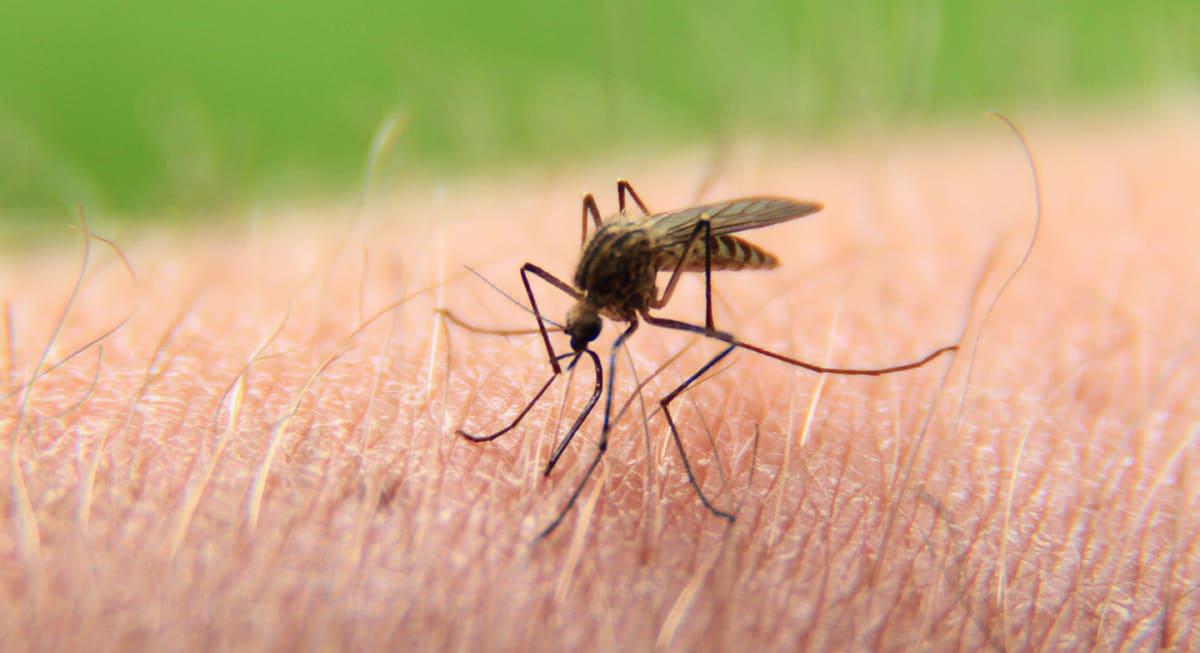 Drygt 200 miljoner människor är drabbade av malaria, en infektionssjukdom som smittar via myggor som bär på en parasit.