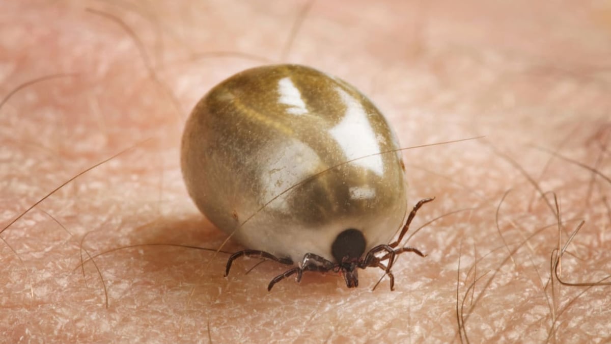 Fästingar kan orsaka borrelia, tbe och anaplasma med flera infektioner.