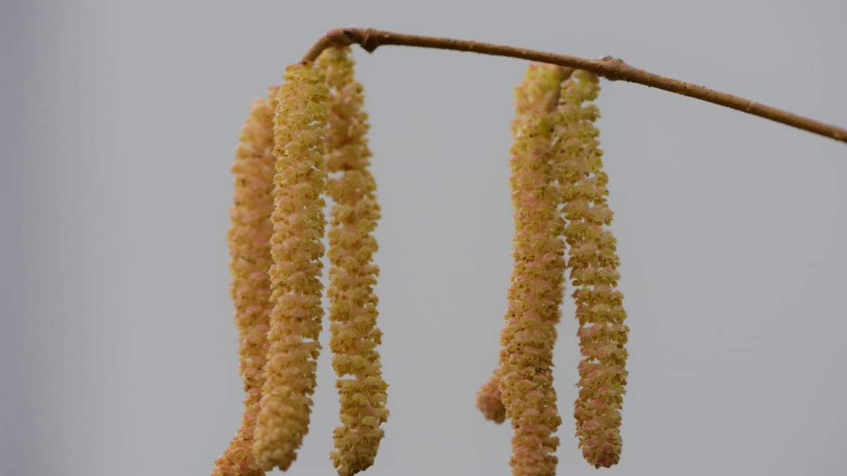 Nu drar pollensäsongen igång på allvar. Uppemot var tredje ung vuxen uppger sig ha besvär. För dem med svårare allergi kan vaccination vara ett alternativ.