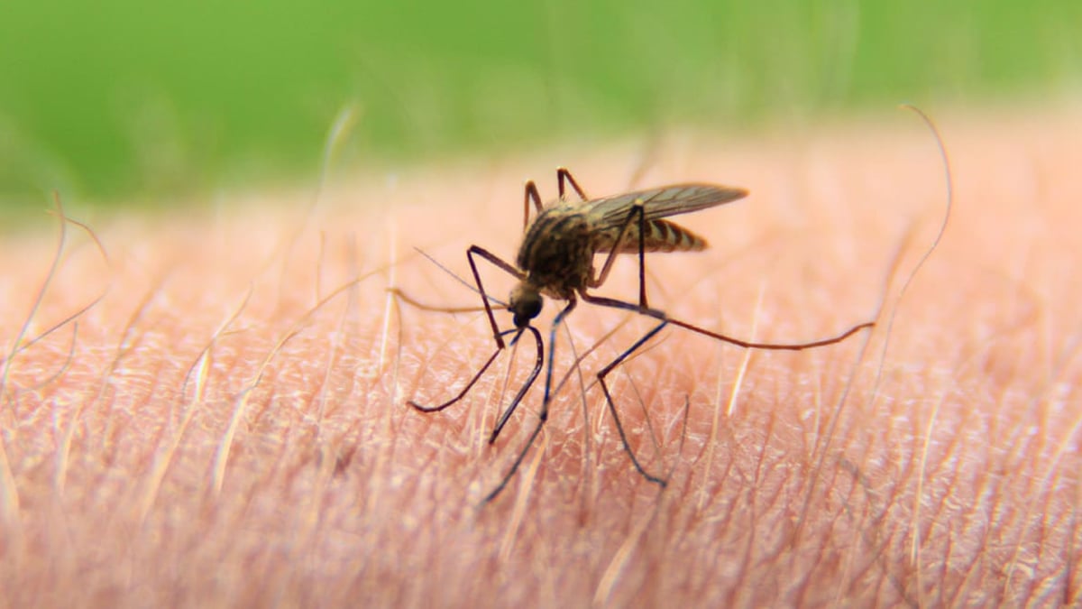 Drygt 200 miljoner människor är drabbade av malaria, en infektionssjukdom som smittar via myggor som bär på en parasit.