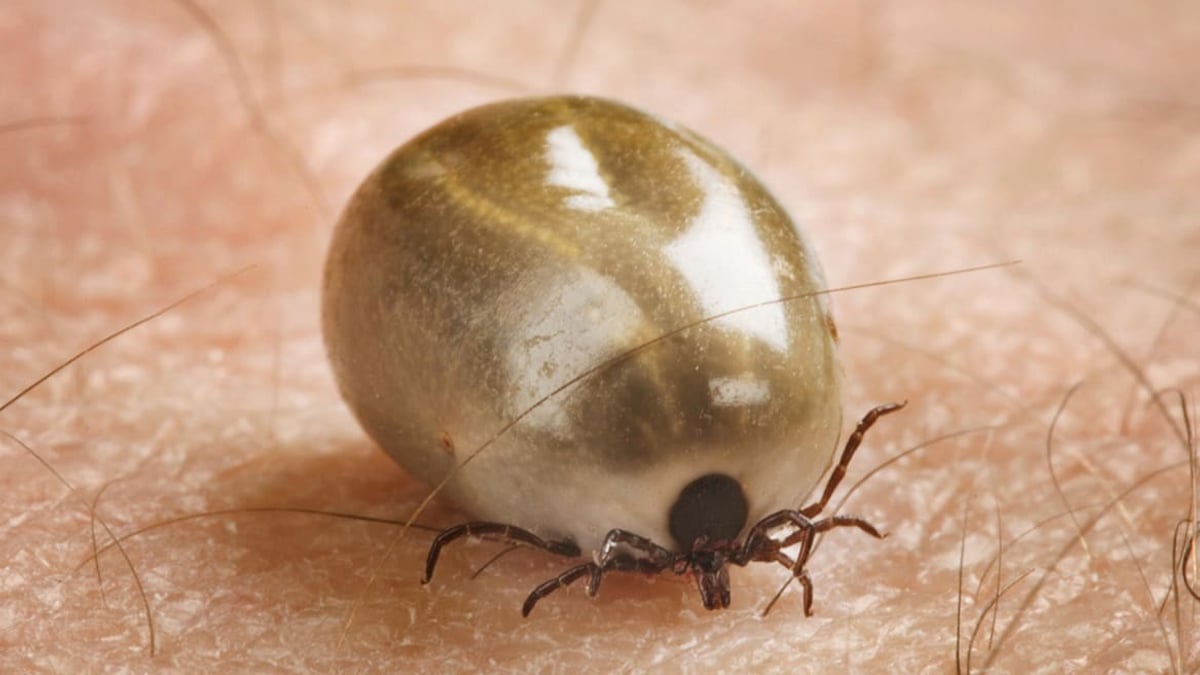 Behandlingsbar borrelia har endast konstaterats hos sex av drygt 230 patienter som utretts på Akademiska sjukhusets specialmottagning sedan 2015.