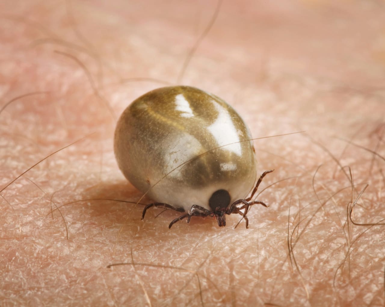 Fästingar kan orsaka borrelia, tbe och anaplasma med flera infektioner.