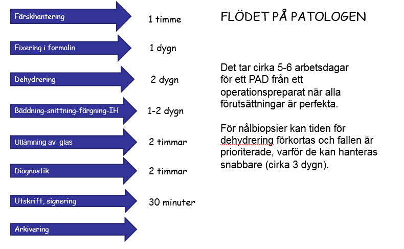 Beskrivande bild över flödet på patologen.